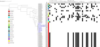 Nasal carriage of CTX-M-55-producing Escherichia coli ST8369 in a healthy cohort in the city of Yangzhou, China